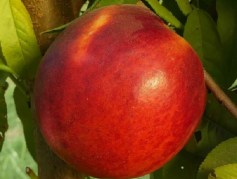 Prunus Persica Weinberger / Weinberger nektarin
